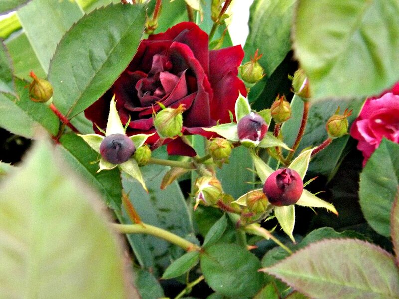 Dark Red Rose Bloom — Natural