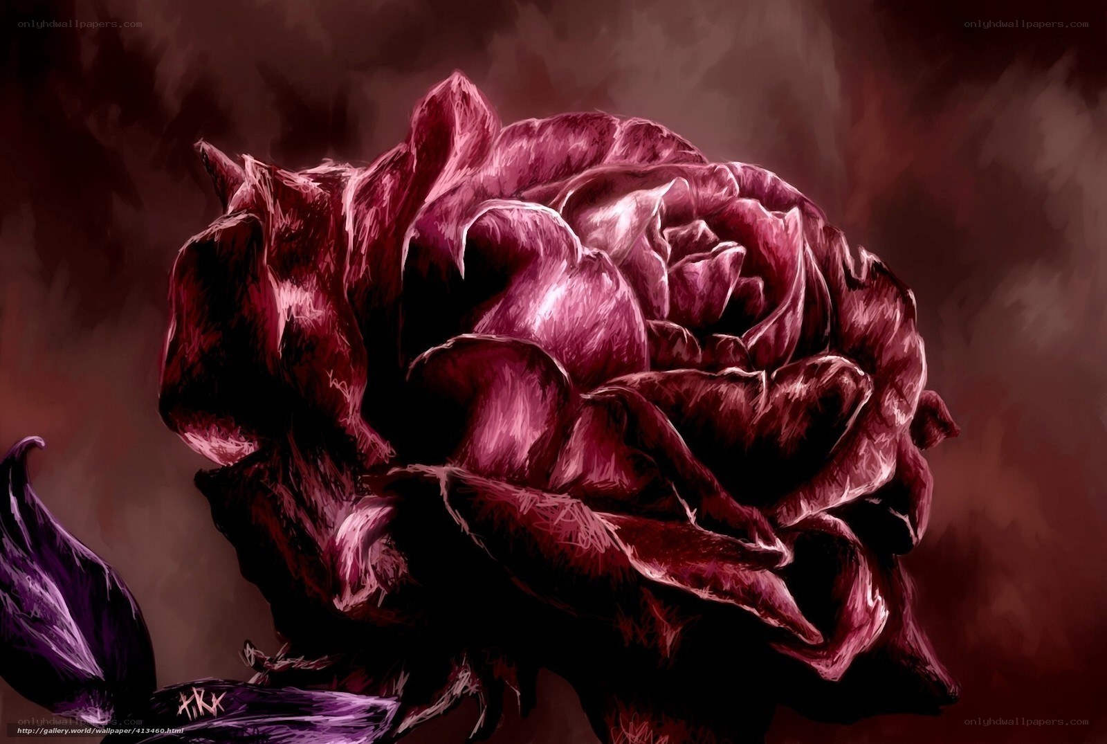 dark red rose bloom