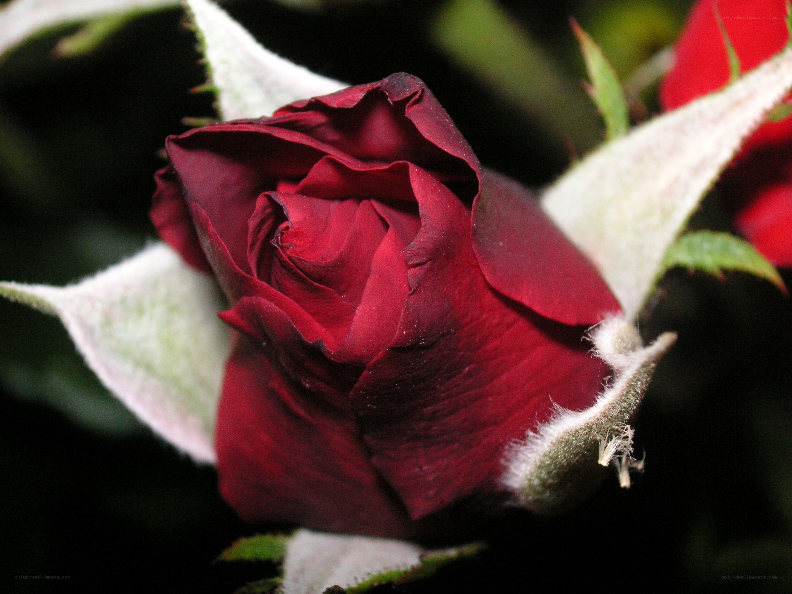 dark red rose bud