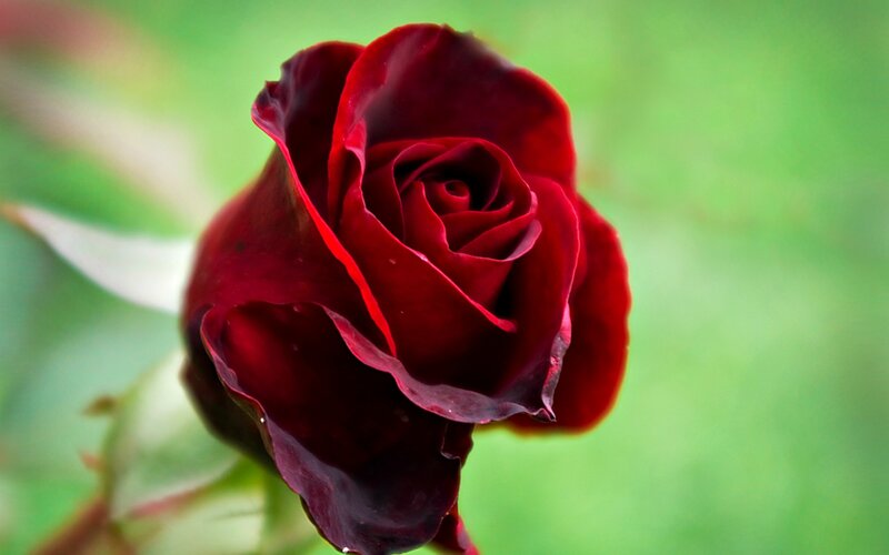 Dark Red Rose Bud — Calm, Photograph, Green Leaves