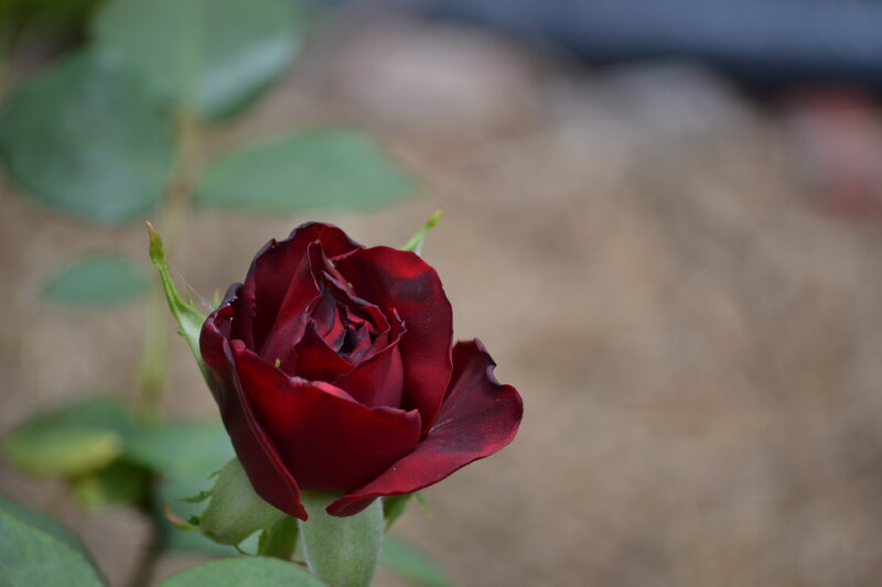 Dark Red Rose Bud — Calm, Photograph