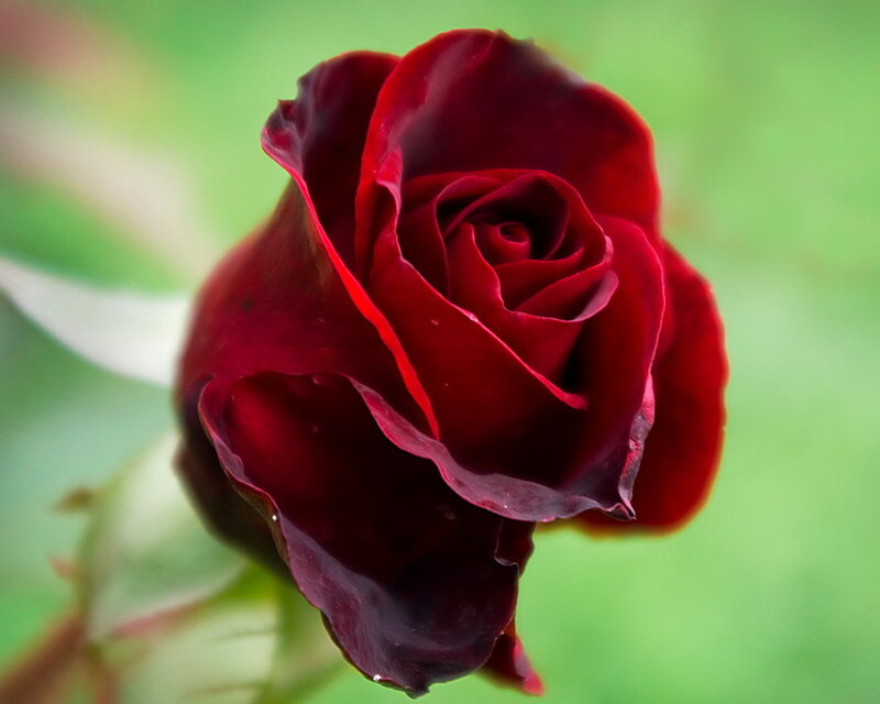 Dark Red Rose Bud — Calm