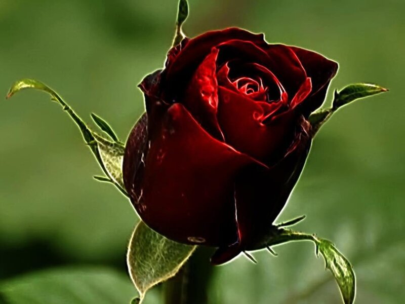 Dark Red Rose Bud — Dramatic, Photograph