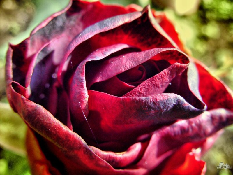 Dark Red Rose Bud — Dramatic