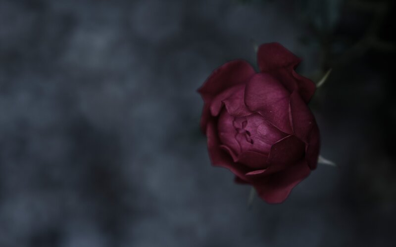 Dark Red Rose Bud — Maroon, Dramatic, Night