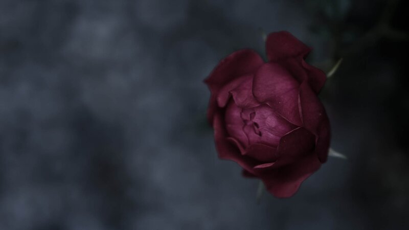 Dark Red Rose Bud — Maroon, Dramatic, Photograph, Stem