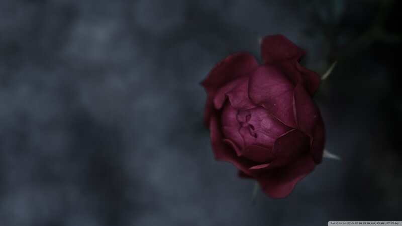 Dark Red Rose Bud — Maroon, Dramatic
