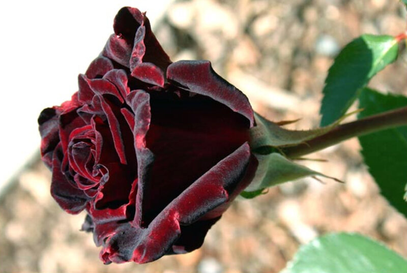 Dark Red Rose Bud — Natural