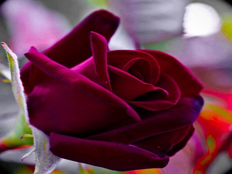 Dark Red Rose Bud — Purple