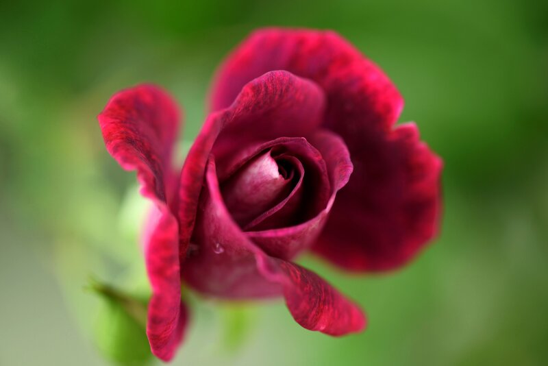 Dark Red Rose Bud — Serene, Photograph