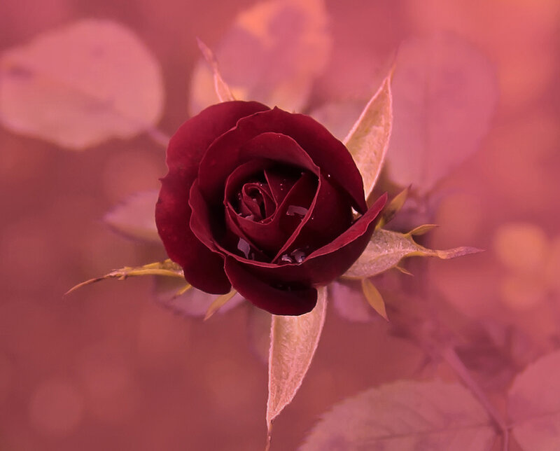 Dark Red Rose Bud — Serene