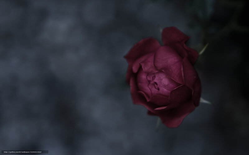 dark red rose bud