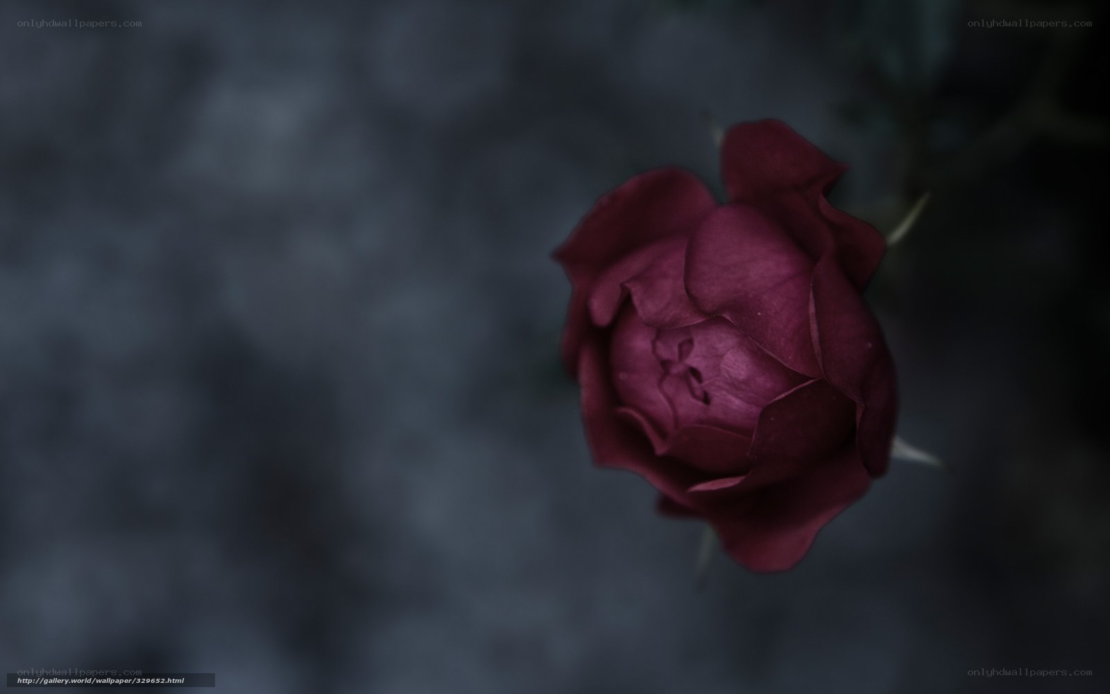 dark red rose bud