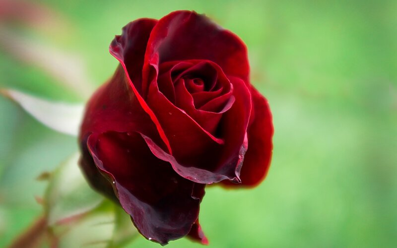 Dark Red Rose — Calm, Photograph, Green Background, Stem