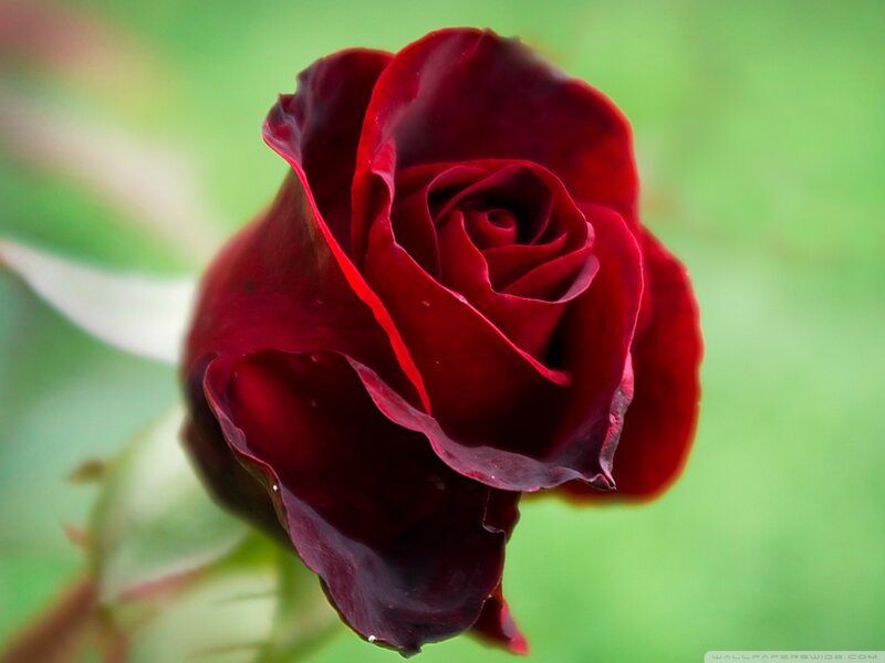 Dark Red Rose — Calm, Photograph, Green Background