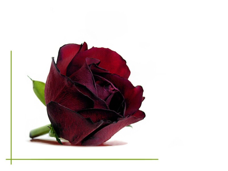 Dark Red Rose — Calm, Photograph, Green Leaf