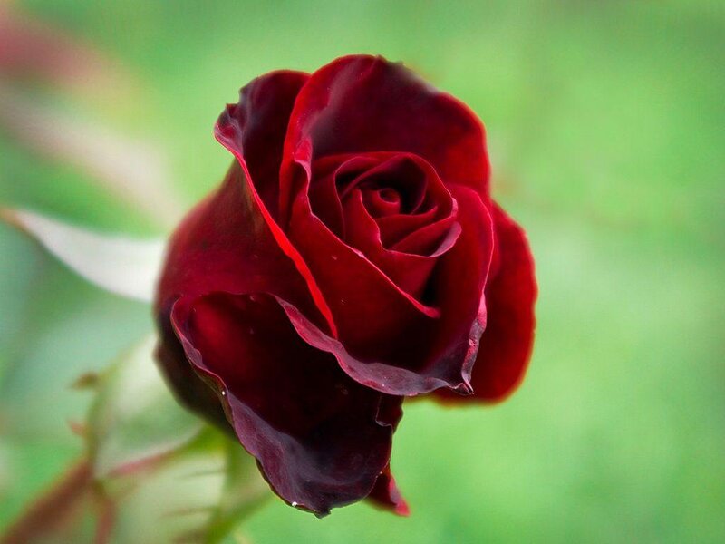Dark Red Rose — Calm, Photograph, Green Leaves, Stem