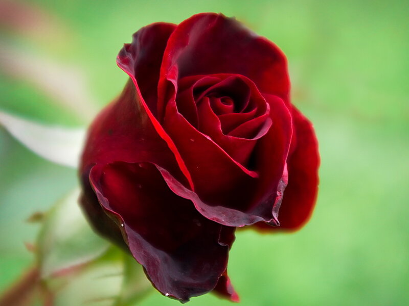 Dark Red Rose — Calm, Photograph, Green Leaves
