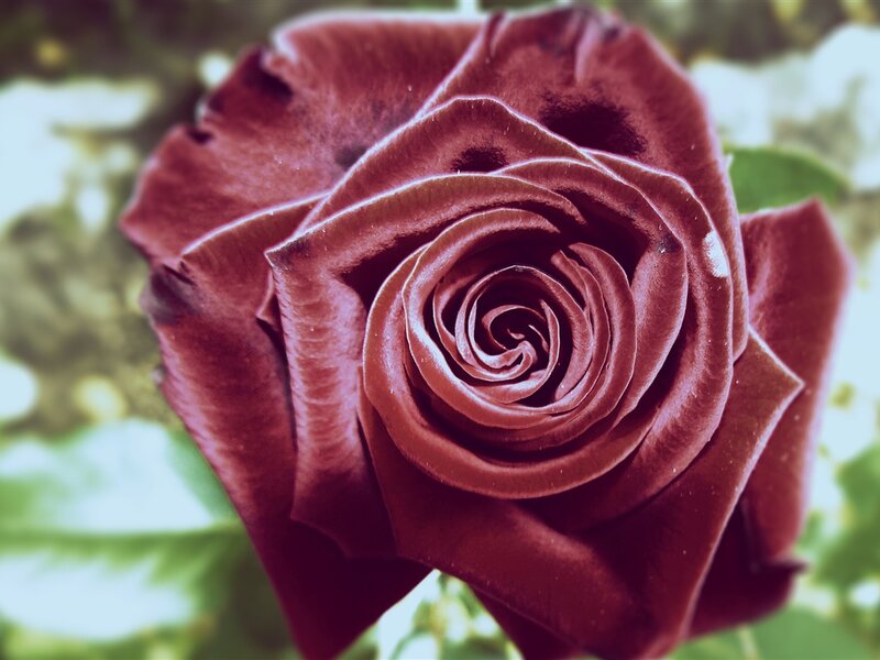 Dark Red Rose — Calm, Photograph, Petals, Green Leaves