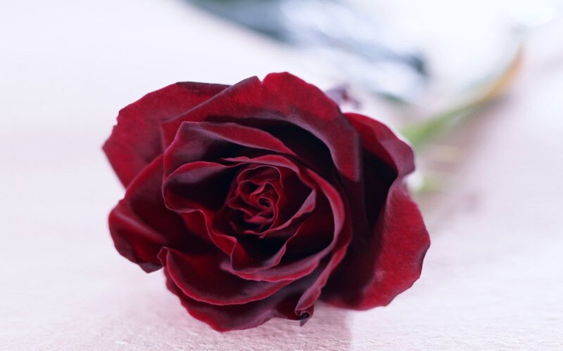 Dark Red Rose — Calm, Photograph, Petals
