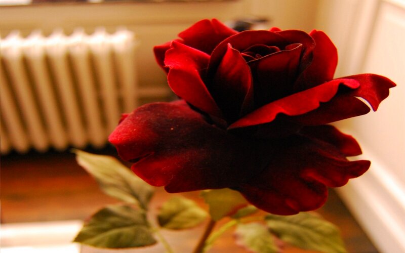 Dark Red Rose — Calm, Photograph, Radiator