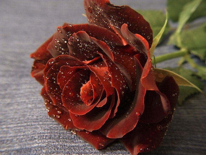 Dark Red Rose — Calm