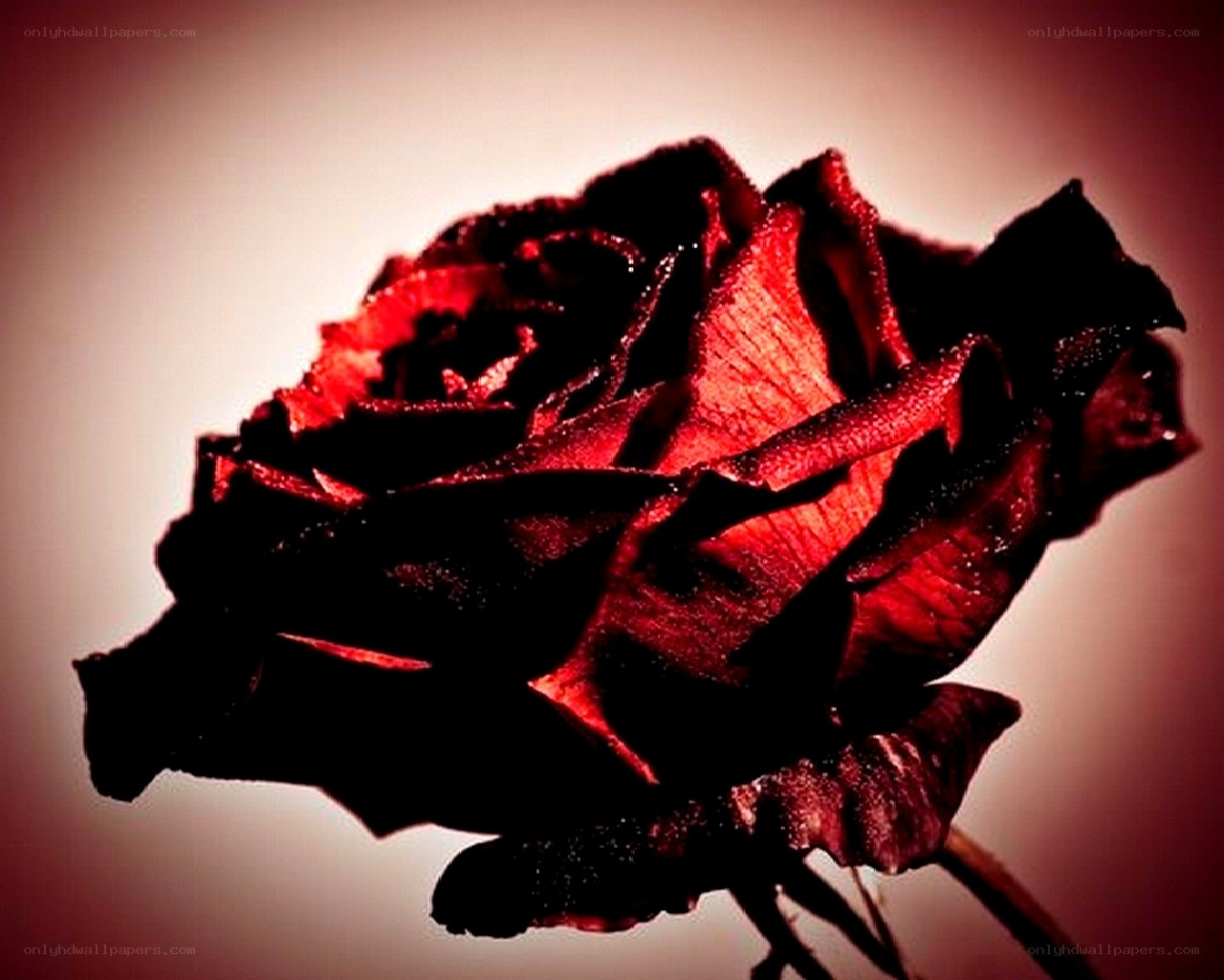 dark red rose close-up