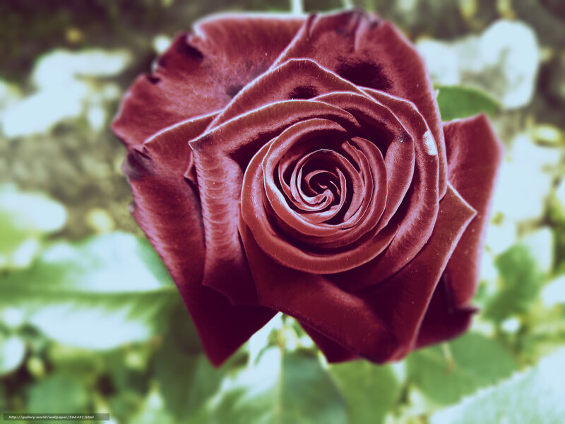 dark red rose close-up