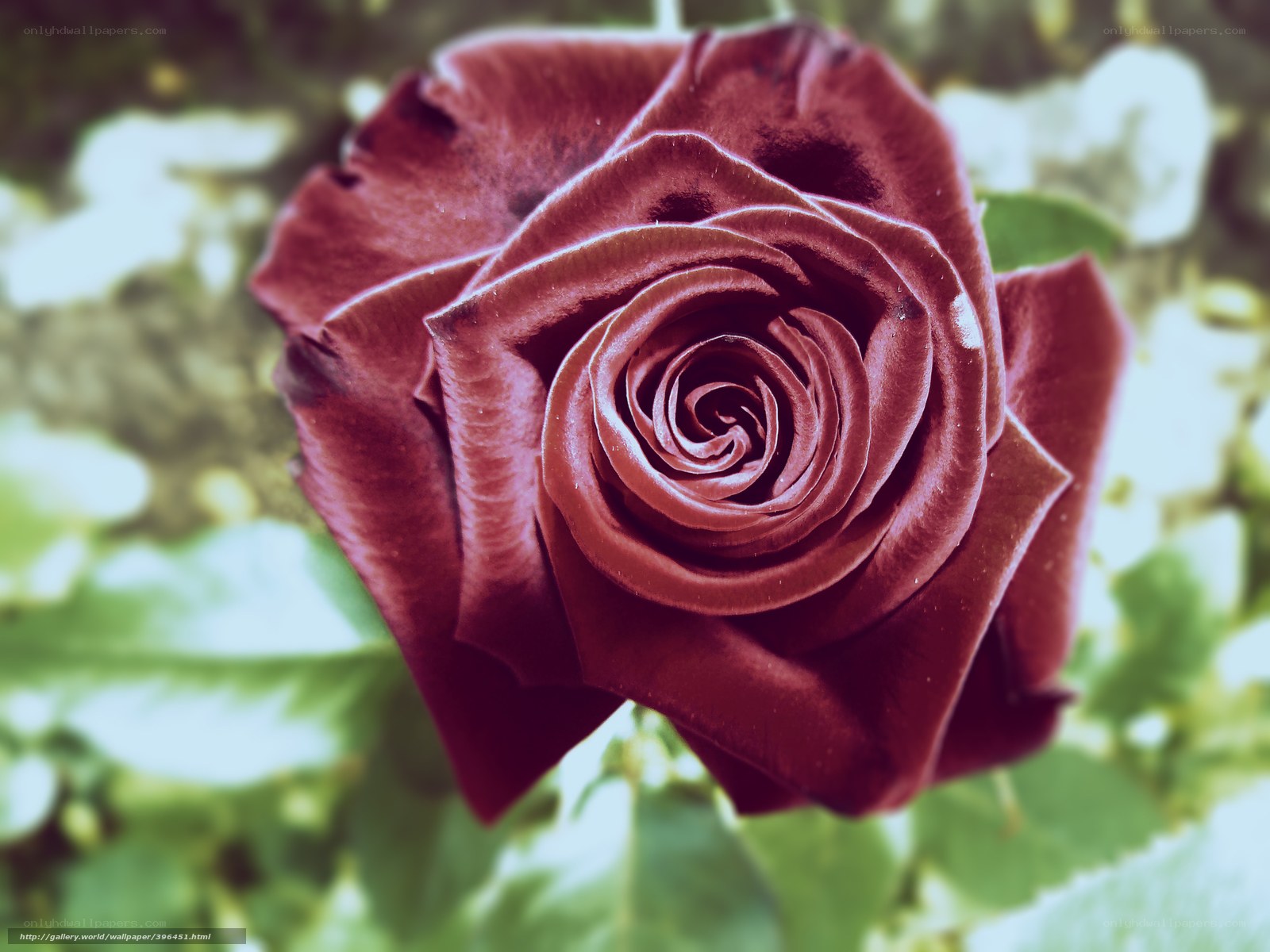 dark red rose close-up