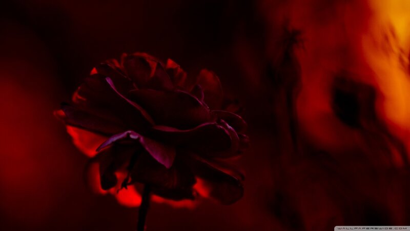 Dark Red Rose — Dramatic, Night, Photograph, Flower
