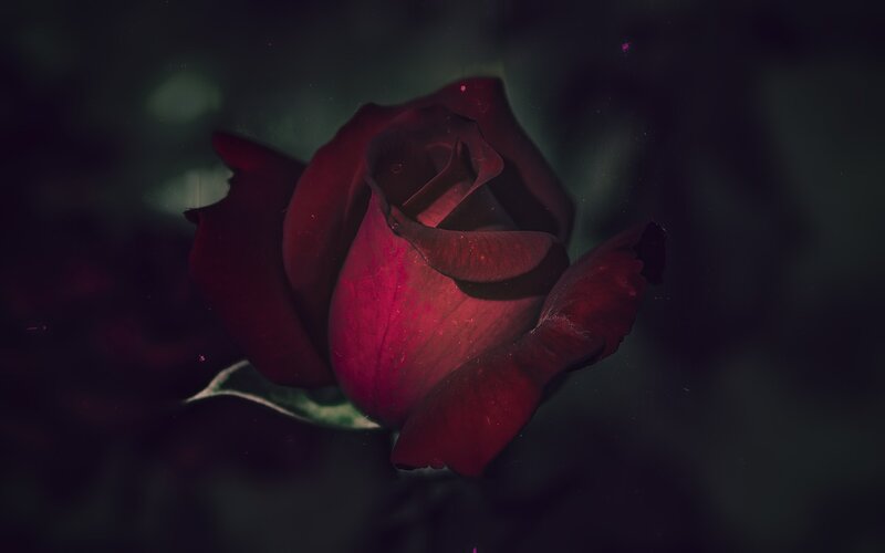 Dark Red Rose — Dramatic, Night, Photograph, Petals, Leaf