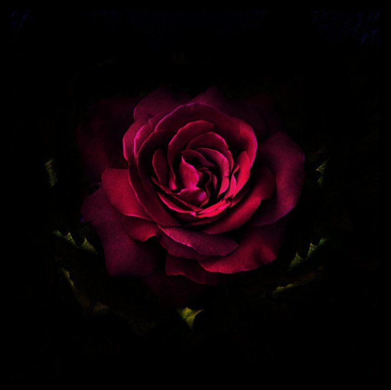 Dark Red Rose — Dramatic, Night, Photograph, Petals