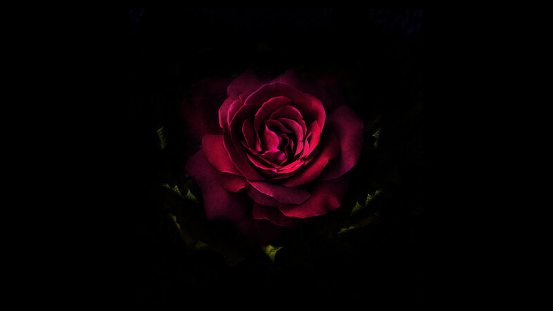 Dark Red Rose — Dramatic, Night, Photograph