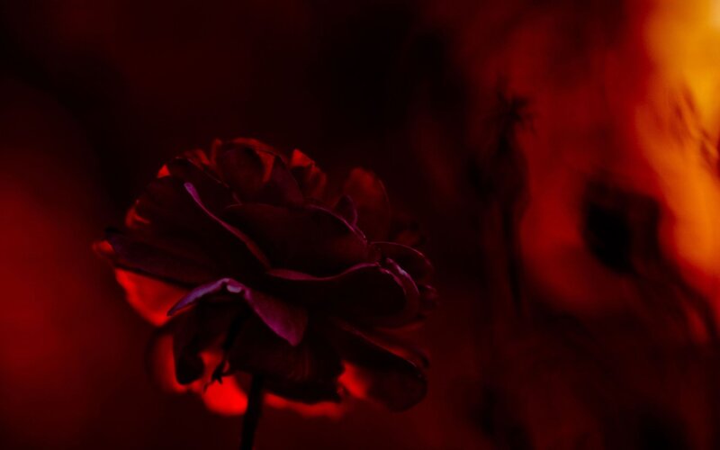 Dark Red Rose — Dramatic, Photograph, Flower