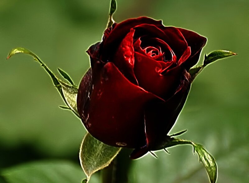 Dark Red Rose — Dramatic, Photograph, Leaf