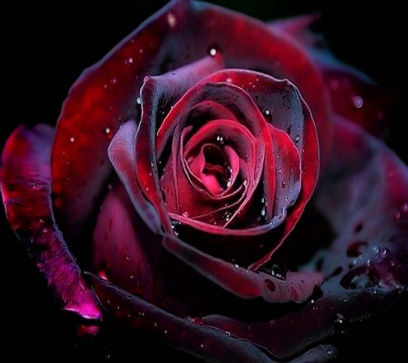 Dark Red Rose — Dramatic, Photograph, Petals, Drops