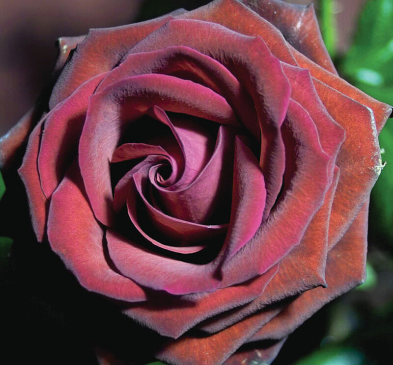Dark Red Rose — Dramatic, Photograph, Petals, Green Leaves