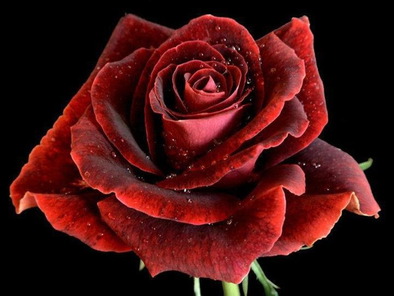 Dark Red Rose — Dramatic, Photograph, Petals, Stem