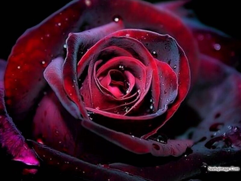 Dark Red Rose — Dramatic, Photograph, Petals