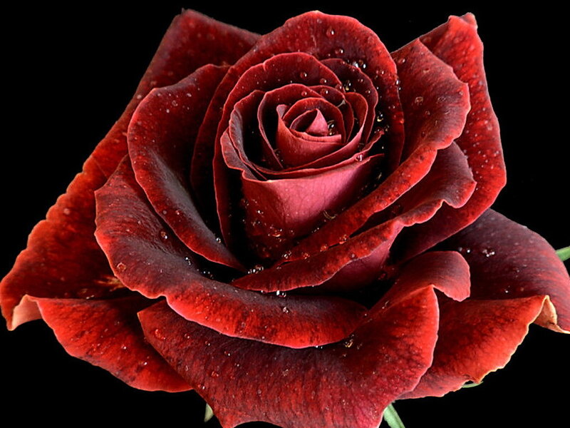 Dark Red Rose — Dramatic, Photograph, Petals, Water Droplets, Black Background