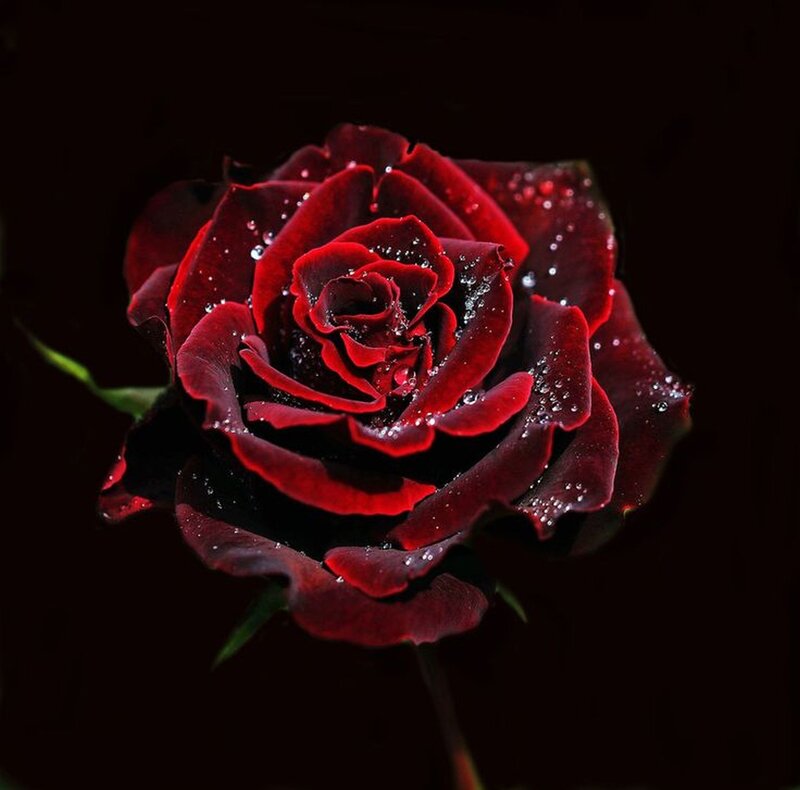 Dark Red Rose — Dramatic, Photograph, Petals, Water Droplets
