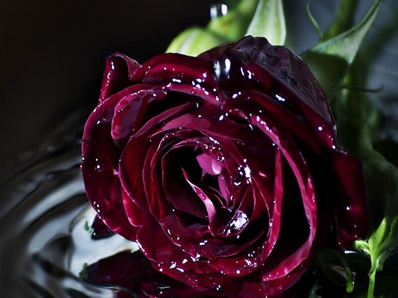 Dark Red Rose — Dramatic, Photograph