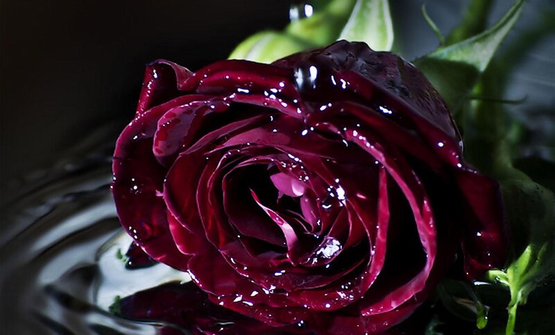 Dark Red Rose — Dramatic, Photograph, Water