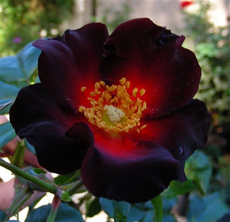 Dark Red Rose Flower — Black, Dramatic, Afternoon