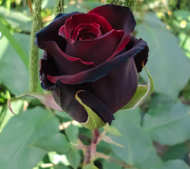 Dark Red Rose Flower — Black, Dramatic
