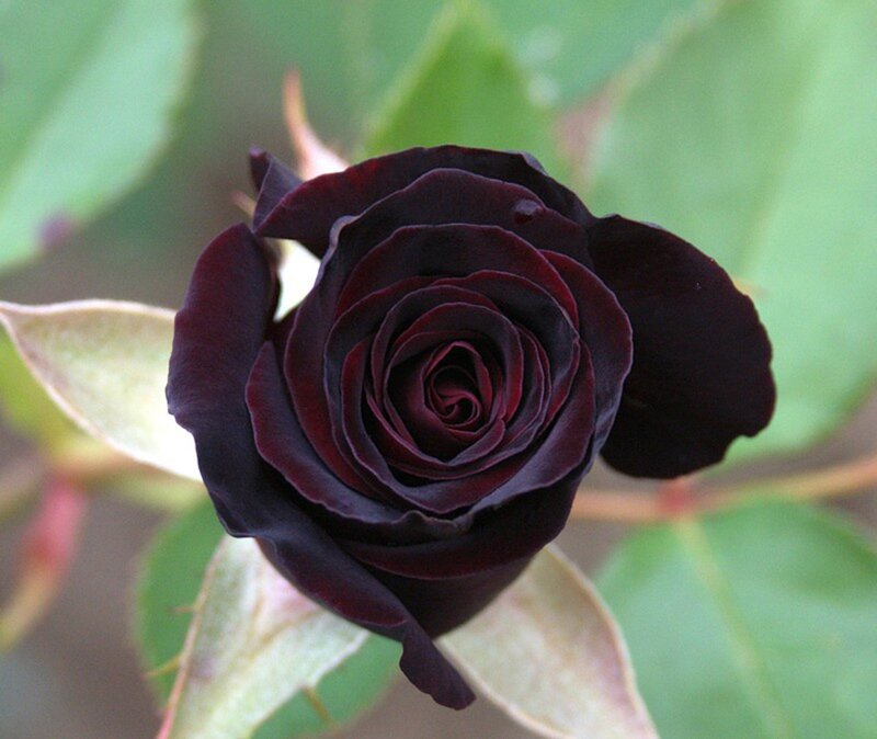 Dark Red Rose Flower — Black