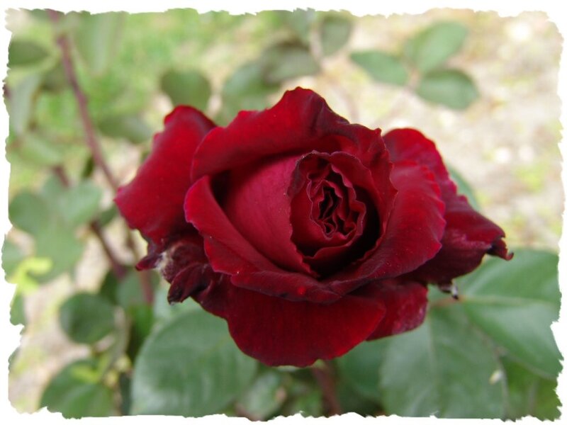 Dark Red Rose Flower — Calm, Afternoon, Photograph, Green Leaves