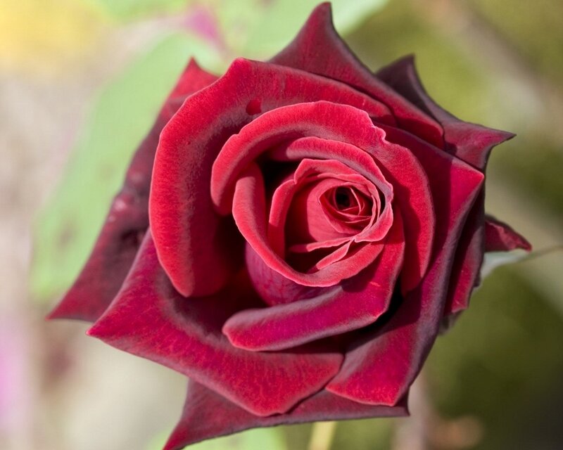 Dark Red Rose Flower — Calm, Afternoon, Photograph, Petals, Green Leaves