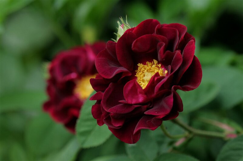 Dark Red Rose Flower — Calm, Afternoon, Photograph