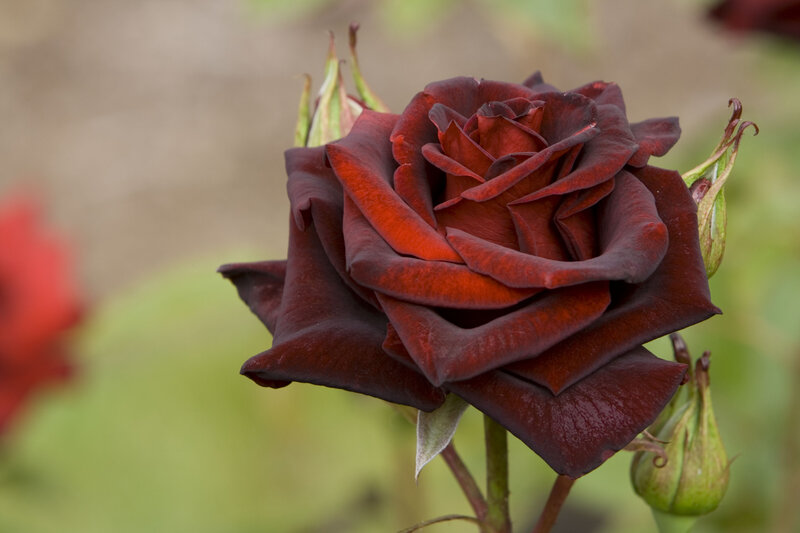 Dark Red Rose Flower — Calm, Afternoon